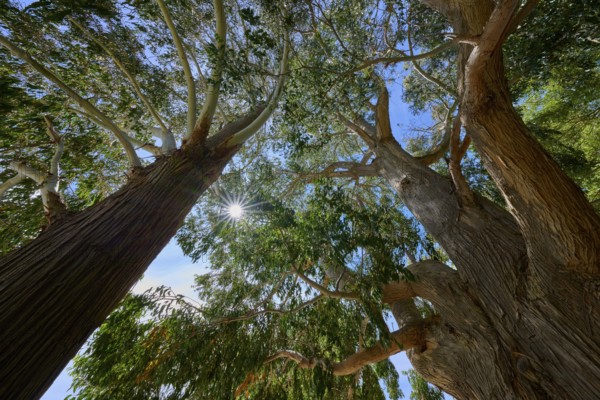 View between trees with sunshine and clear sky, Kingston, Queenstown-Lakes District, Otago, South Island, New Zealand