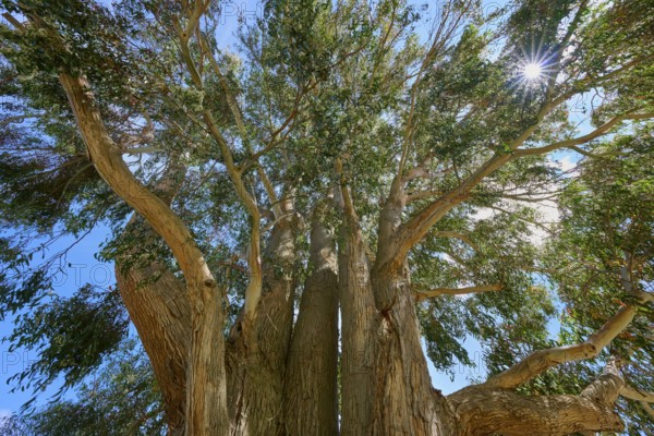 View of a mighty tree with sunshine and blue sky in the background, Kingston, Queenstown-Lakes District, Otago, South Island, New Zealand
