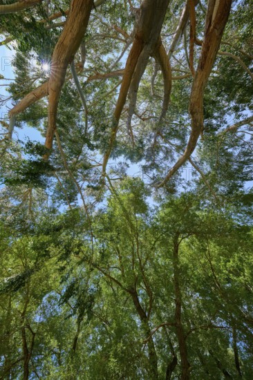 Branched tree tops of peppermint eucalyptus (Eucalyptus radiata), with sun rays shining through the lush leaves, Kingston, Queenstown-Lakes District, Otago, South Island, New Zealand