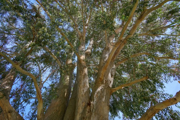 Bottom view of a large tree with spreading branches and blue sky, Kingston, Queenstown-Lakes District, Otago, South Island, New Zealand