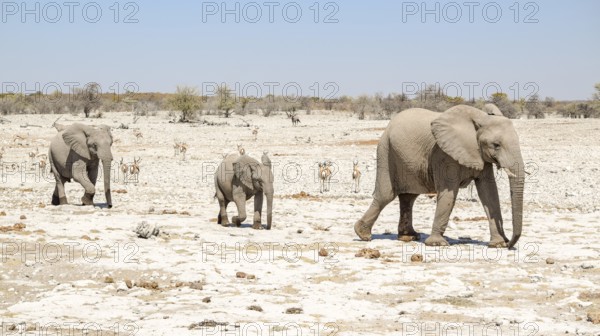 Sunny arid savannah scenery including a walking family of african bush elephants seen in Namibia