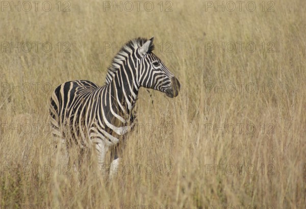 Sunny savanna scenery with zebra in Botswana