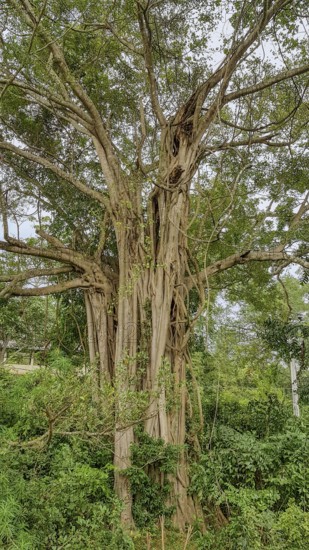 Closeup shot of strangler fig boughs seen in Sri Lanka
