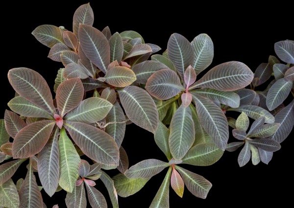 Closeup shot of veined bicolor red and green colored plant leaves