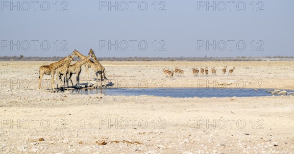 Sunny savannah scenery including a group of giraffes and some gazelles at a waterhole in Namibia