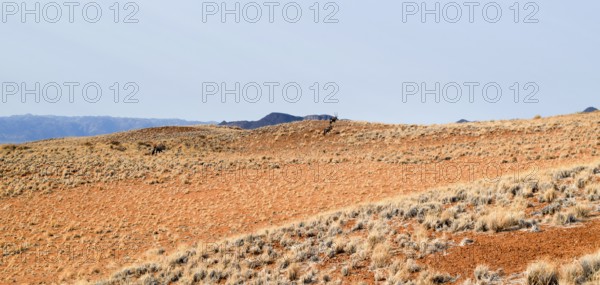 Sandy savanna scenery seen in Namibia