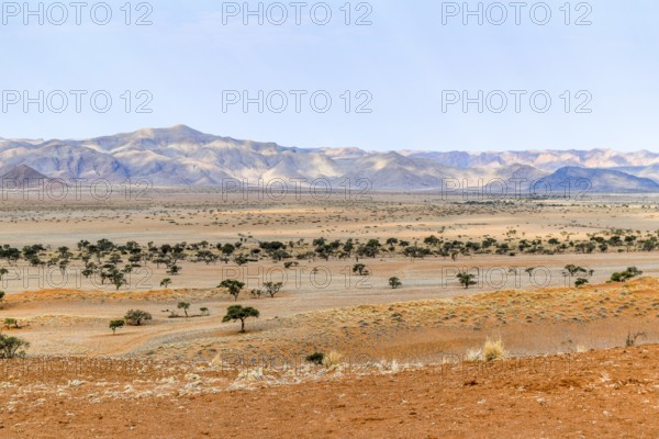 Sandy savanna scenery seen in Namibia