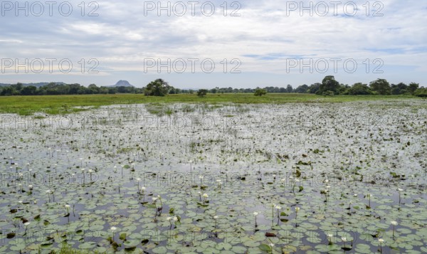 Natural waterside scenery seen in Sri Lanka