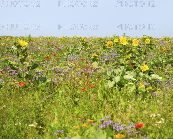 Flowering meadow with lots of various herbs and flowers in sunny ambiance