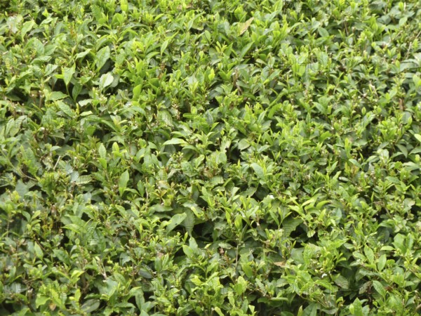 Full frame closeup background showing lots of tea leaves