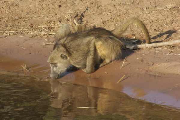 Riparian evening scenery with drinking baboon in Botswana