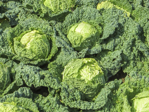 Sunny illuminated cabbage plants closeup