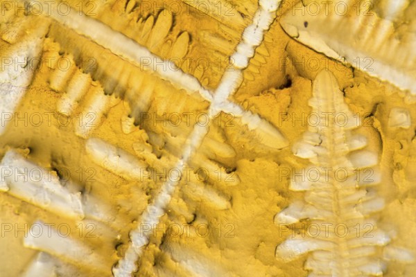 Microscopic shot showing the micro crystals of fluid seasoning