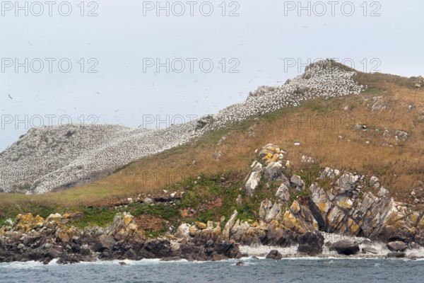 Colorful rocky coastal scenery including a big bird sanctuary at the Seven Islands in Brittany, France