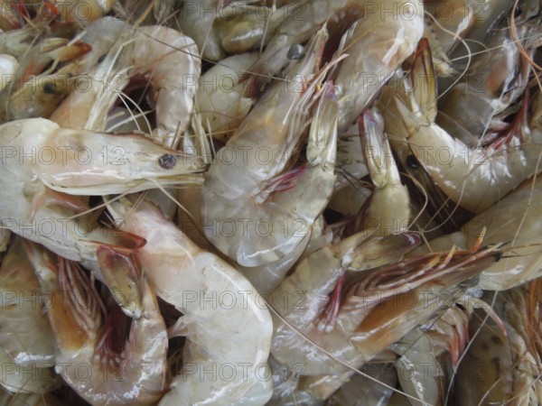 Detail shot of fresh prawns seen in Sri Lanka