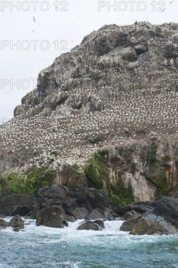 Rocky coastal scenery including a big bird sanctuary population at the Seven Islands in Brittany, France