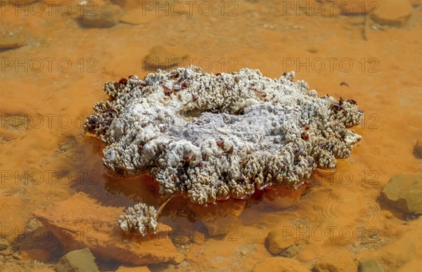 Detail of the Champagne Pool at a geothermal area named Waiotapu in New Zealand