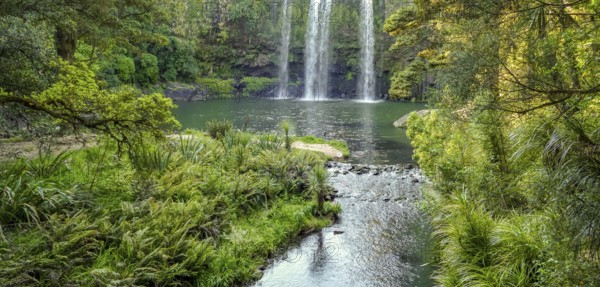 Natural scenery around Whangarei Falls in New Zealand