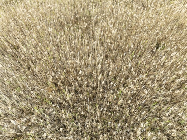 Reed in the marshland of the Nature Reserve La Breña y Marismas del Barbate. Aerial view. Drone shot. Cádiz province, Andalusia, Spain