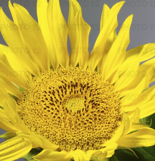 Sunflower detail in grey back