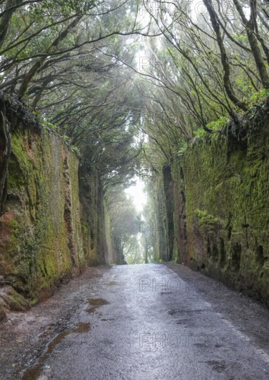 Passage called Camino Viejo al Pico del Ingles at a mountain range named Macizo de Anaga at the island Tenerife in the Canary Islands