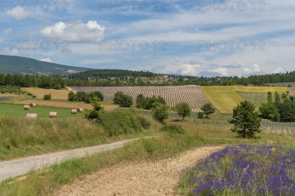 Lavender fields near Mont Ventoux, a mountain in the Provence region of southern France