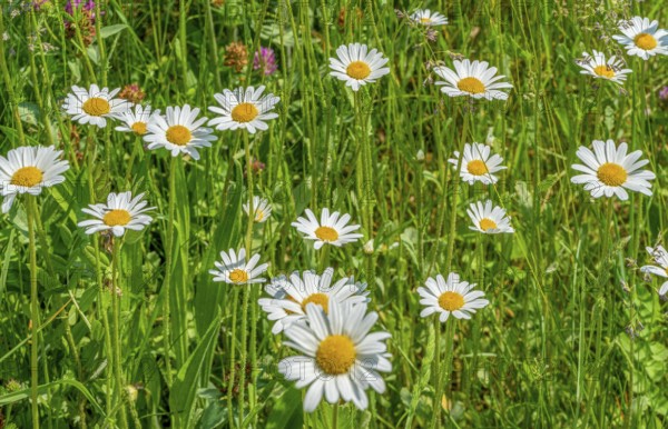 Sunny illuminated full frame flower meadow closeup at spring time