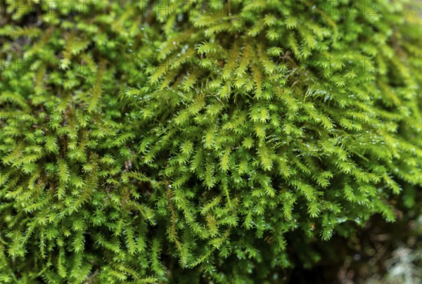 Closeup shot showing some wet green moss vegetation