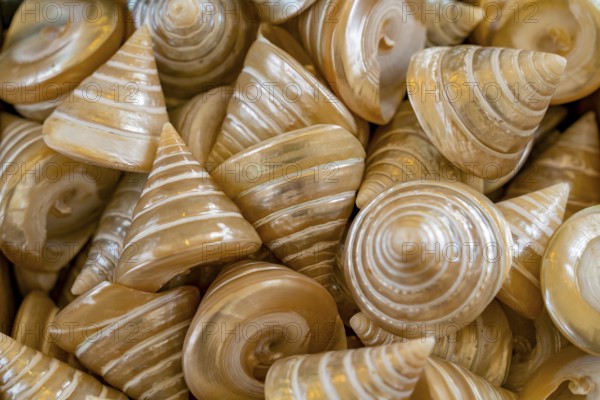 Full frame shot showing lots of polished marine iridescent snail shells
