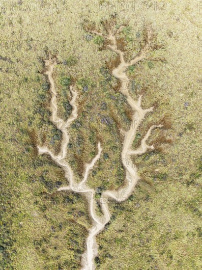 Abstract patterns of dry streams at low tide. In the marshland of the Bahía de Cádiz Nature Reserve. Aerial view. Drone shot. Cádiz province, Andalusia, Spain