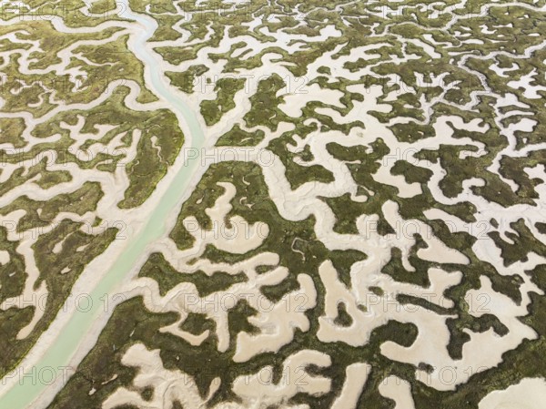 Network of channels and streams at low tide. In the marshland of the Bahía de Cádiz Nature Reserve. Aerial view. Drone shot. Cádiz province, Andalusia, Spain