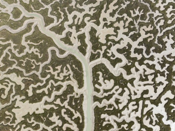 Network of channels and streams at low tide. In the marshland of the Bahía de Cádiz Nature Reserve. Aerial view. Drone shot. Cádiz province, Andalusia, Spain