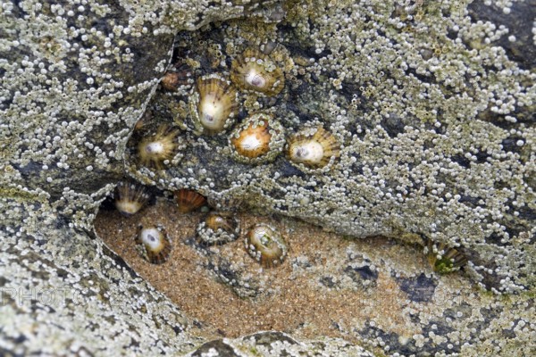 Full frame detail of a coastal rock formation with lots of Sessilia in Brittany, France