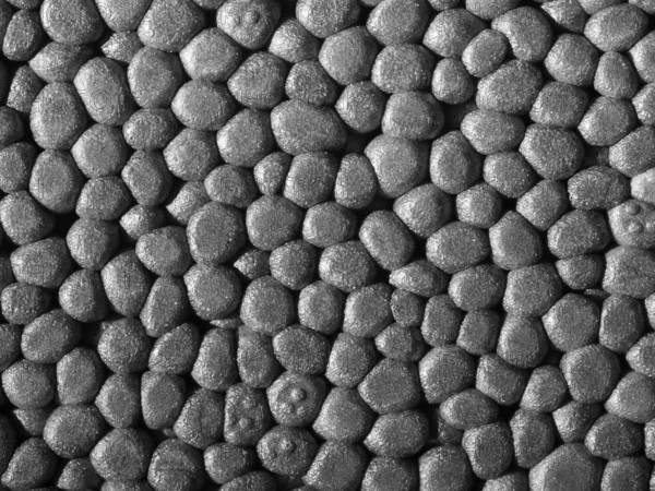 Full frame closeup of a grey Polystyrene surface