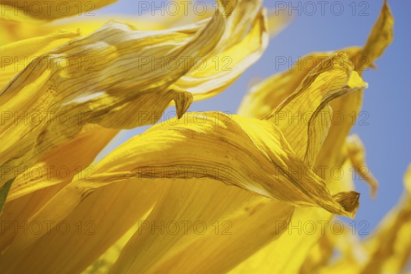 Detail shot of some yellow sunflower petals