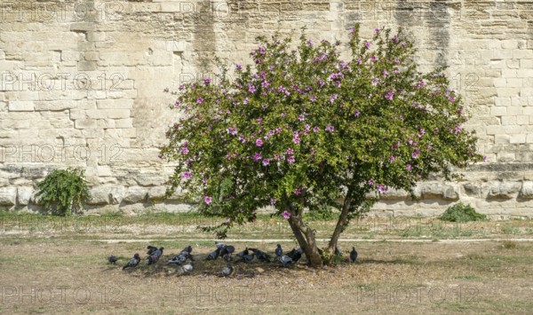 Blooming buah with lots of doves in its shadow seen in Lecce, a city in Apulia, Italy