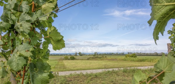 Scenery including some grapevine plants around Illmitz in a area named Burgenland in Austria