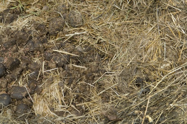 Full frame detail of a rotting manure heap