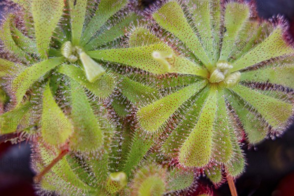 Some Drosera aliciae sundew plants in dark back