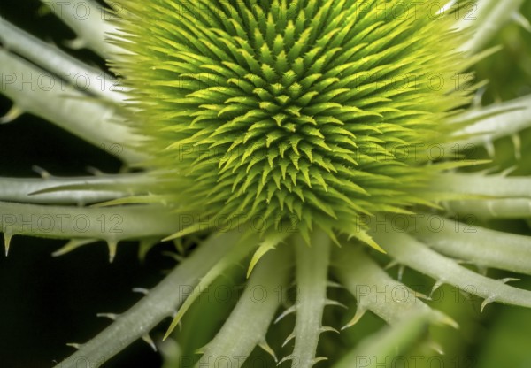 Full frame macro shot showing a detail of a wild teasel flower