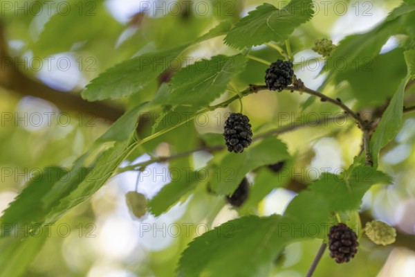 Detail shot of a mullberry tree with some black fruits on a twig