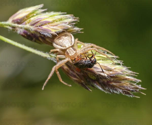 Crab spider with prey on grass ear