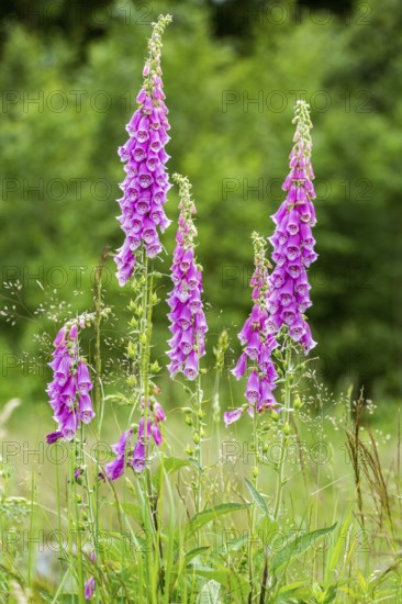 Common foxglove flowers in natural vegetation ambiance