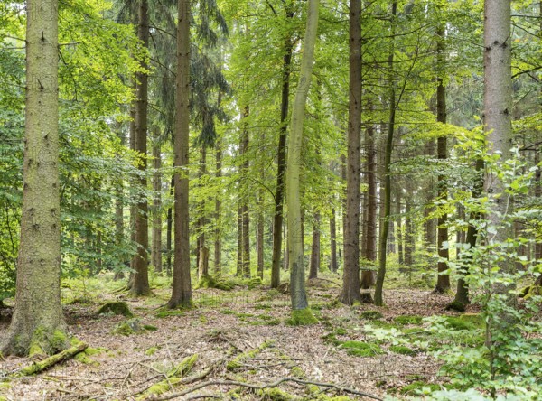 Sunny illuminated idyllic forest scenery at late summer time