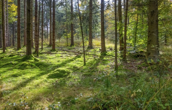 Idyllic forest scenery at summer time seen in southern Germany