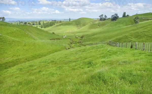 Idyllic rural scenery at the Waikato region at the North Island of New Zealand