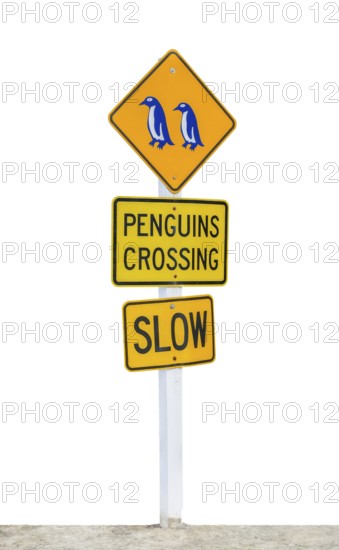 Penguins Crossing sign isolated in white back