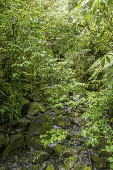 Natural jungle scenery around Around Te Anau at the South Island of New Zealand