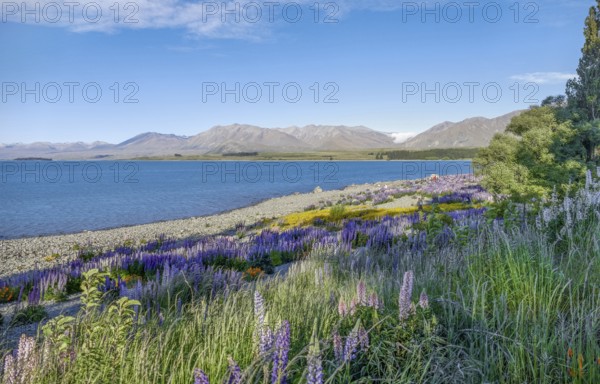 Riparian scenery including lots of lupine flowers around Lake Pukaki at the South Island of New Zealand