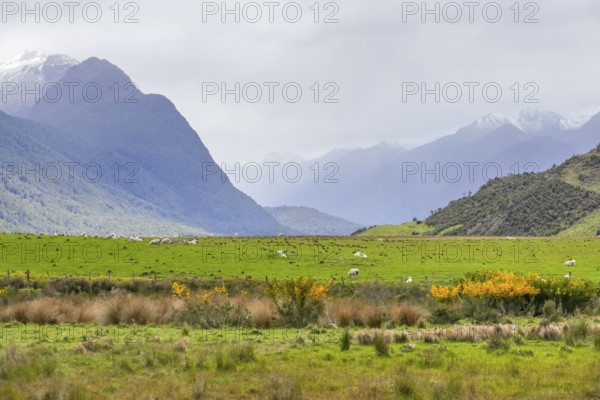 Landscape around Dunedin at the South Island of New Zealand
